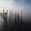 Incontri ferali e assemblaggi multispecie nel delta del Po